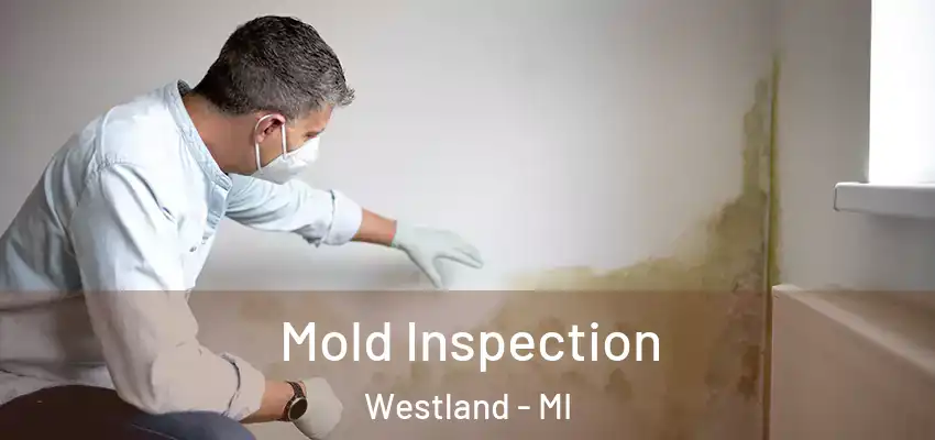  Mold Inspection Westland - MI