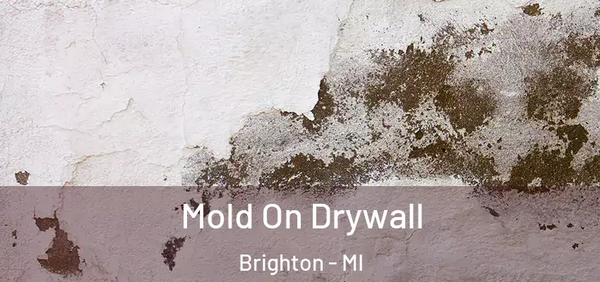  Mold On Drywall Brighton - MI