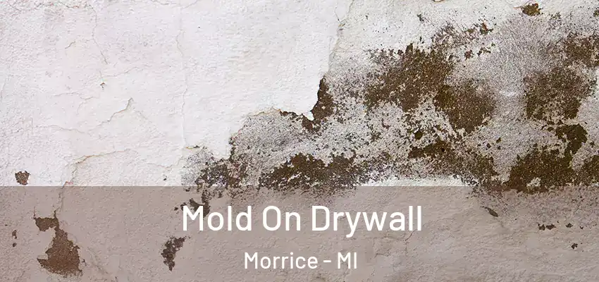  Mold On Drywall Morrice - MI