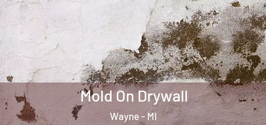 Mold On Drywall Wayne - MI