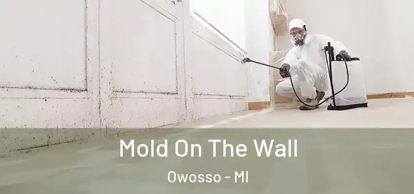  Mold On The Wall Owosso - MI