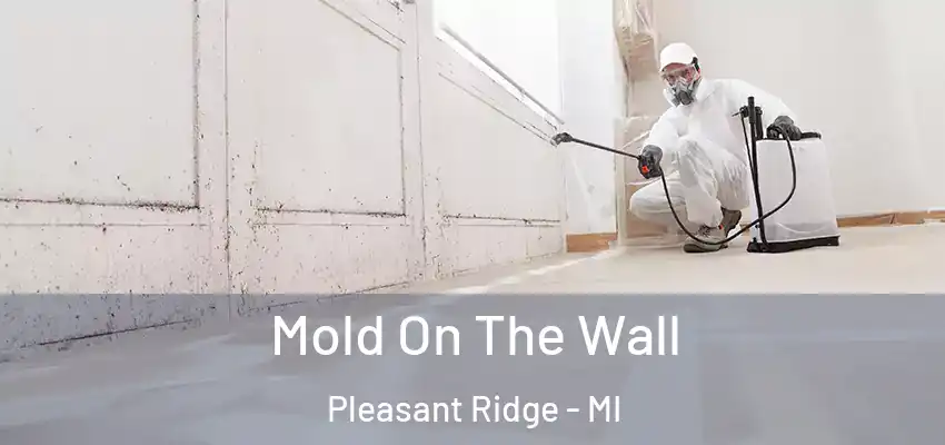 Mold On The Wall Pleasant Ridge - MI
