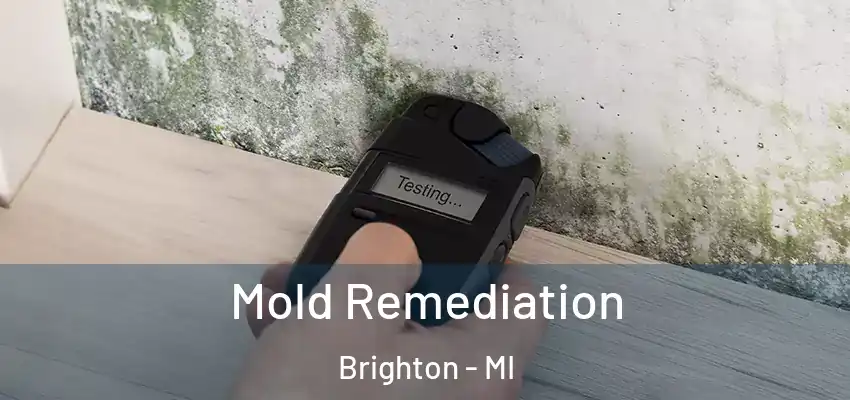 Mold Remediation Brighton - MI
