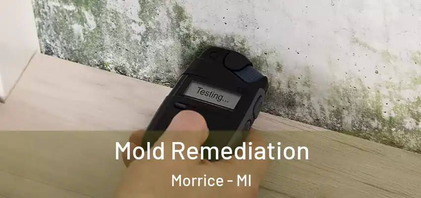  Mold Remediation Morrice - MI