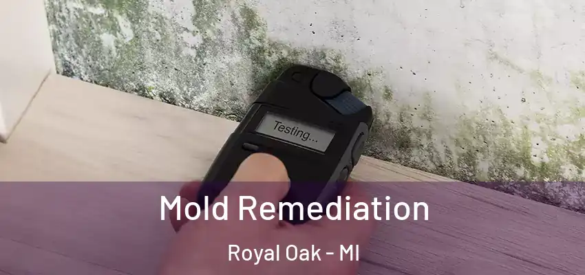  Mold Remediation Royal Oak - MI
