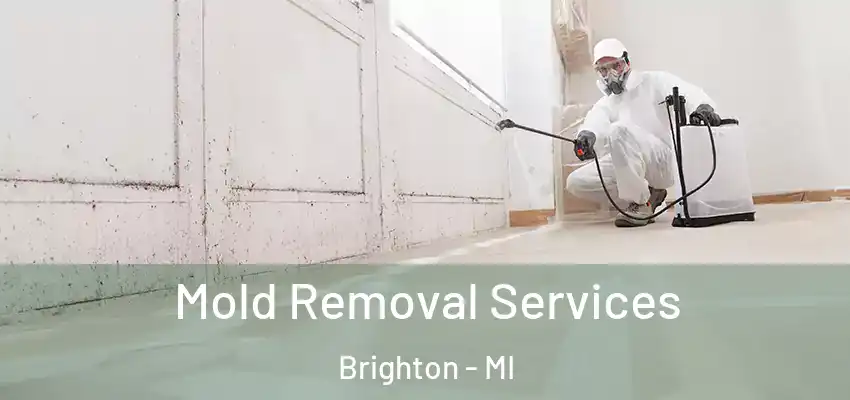  Mold Removal Services Brighton - MI