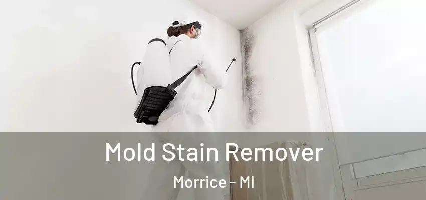  Mold Stain Remover Morrice - MI